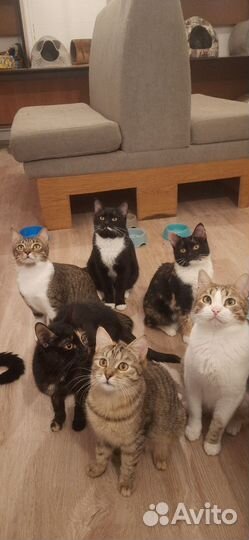 Кошки, коты и котята ищут дом, 75 животных