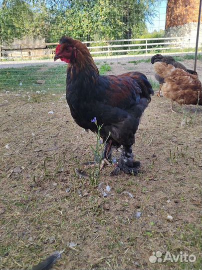 Петух брама