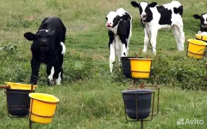 Телята бычки