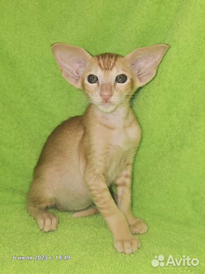 Ориентальная