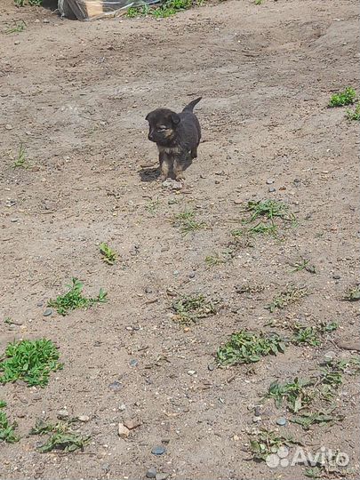 Щенок в добрые руки