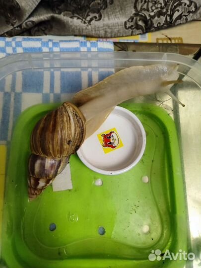 Улитки ахатины