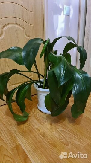 Комнатные цветы