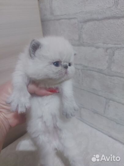 Котята экзот