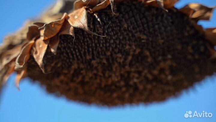 Семена гибрида подсолнечника 