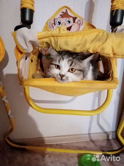 Отдам кошку в добрые руки