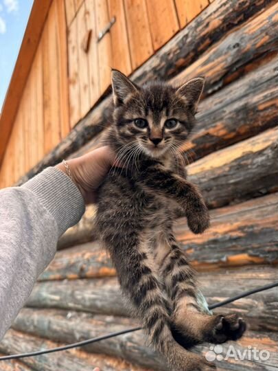 Котята полосатые мальчик и девочка