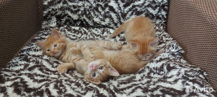 Котики бесплатно в добрые руки