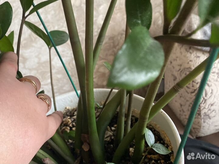 Замиокулькас