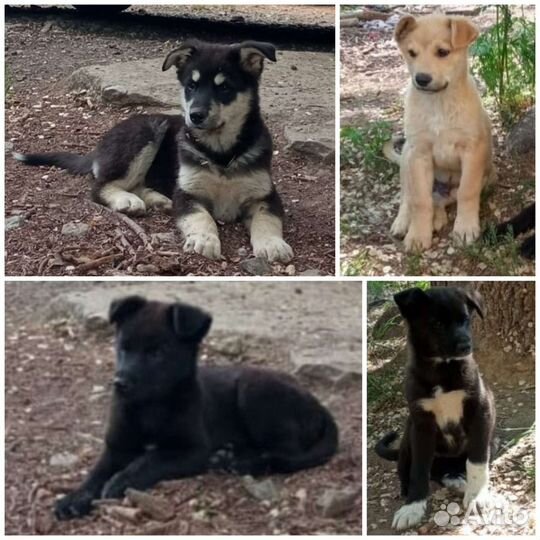 Щенки бесплатно