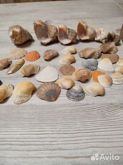 Ракушки и камешки для аквариума 1кг