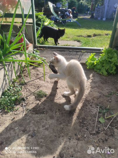 Котик в добрые руки бесплатно