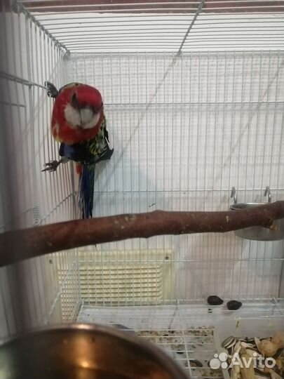 Попугай розелла, синегальскии и другии