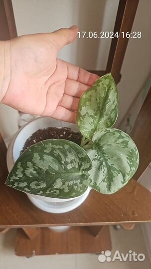 Сциндапсус Pict Trebie(Пикт Требе)