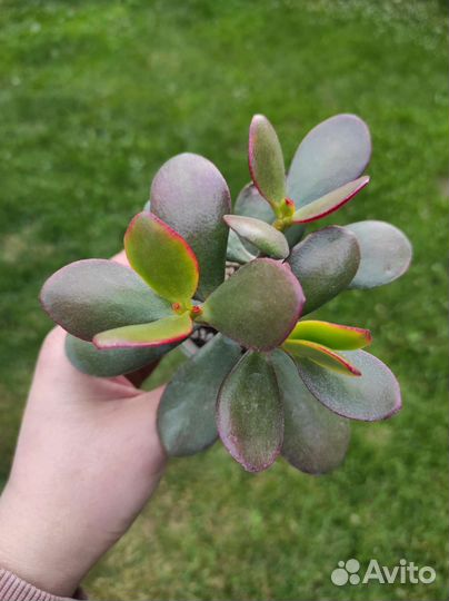 Крассула Hummels sunset денежное дерево