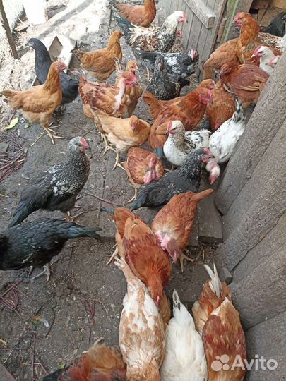 Молодые петушки