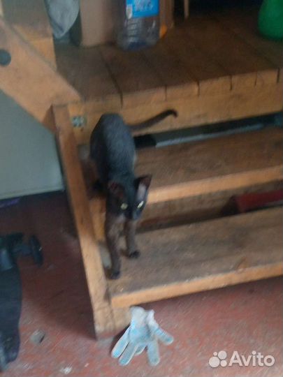 Отдам в добрые руки бесплатно