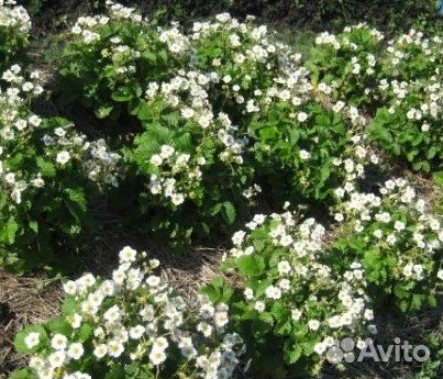 Усы клубники 