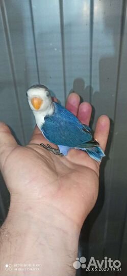 Неразлучники