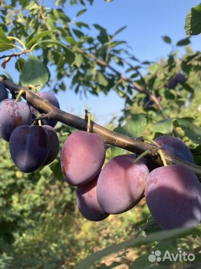 Черенки сливы и алычи для прививки