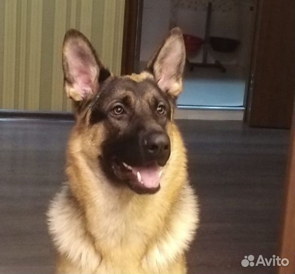 Вязка собак