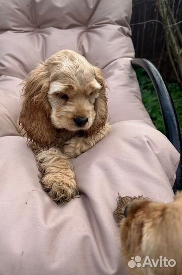 Американский кокер спаниель-девочка