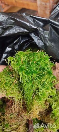 Мох сфагнум живой