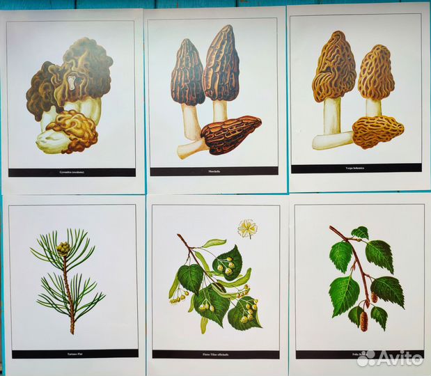 Ботанические иллюстрации грибы, растения