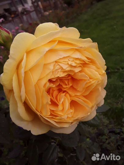 Саженцы роз