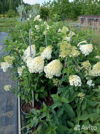 Саженцы плодовых деревьев и кустарников