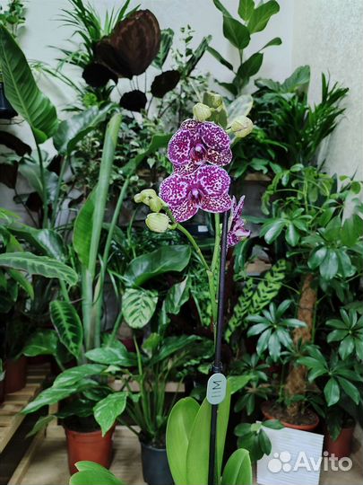 Орхидея фаленопсис Wild Cat