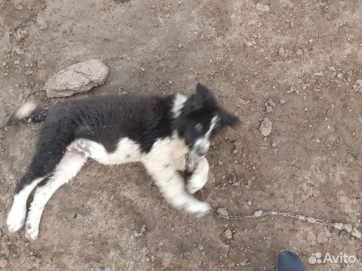 Продам щенка алабая 3,5 месяца