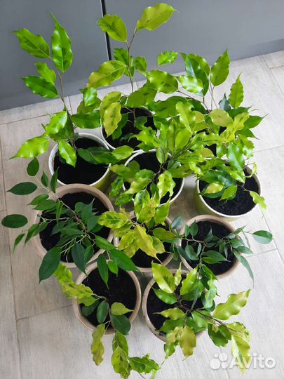 Фикус бенджамина