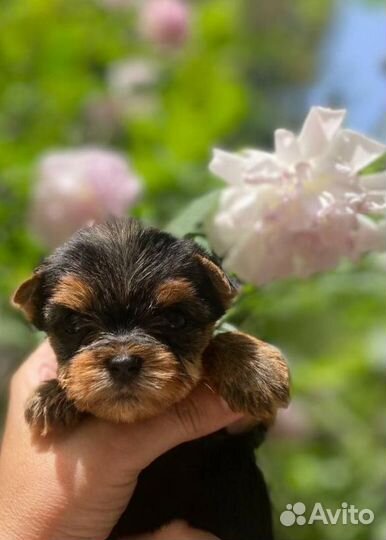 Йоркширский терьер