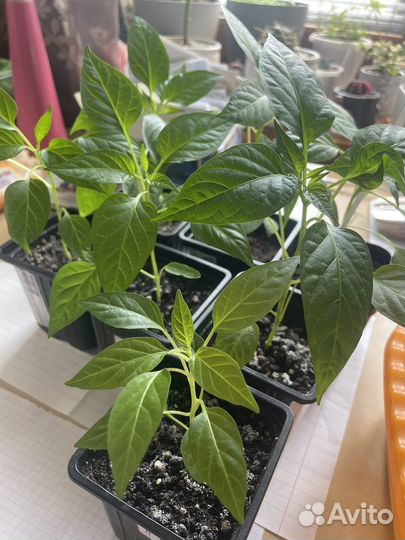 Перец чили, острый, многолетний