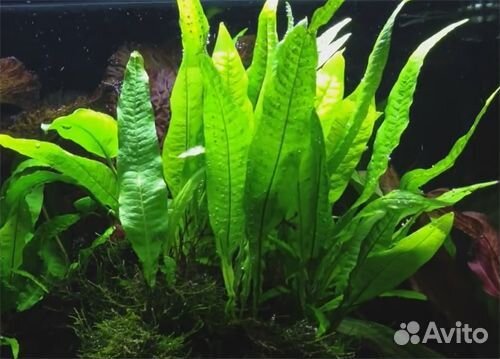Аквариумные растения