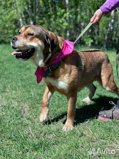 Приютская собака в поисках дома