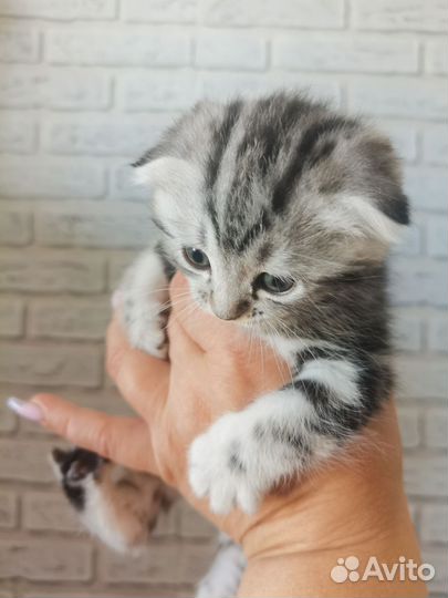 Шотландская