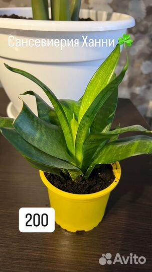 Сансевиерия