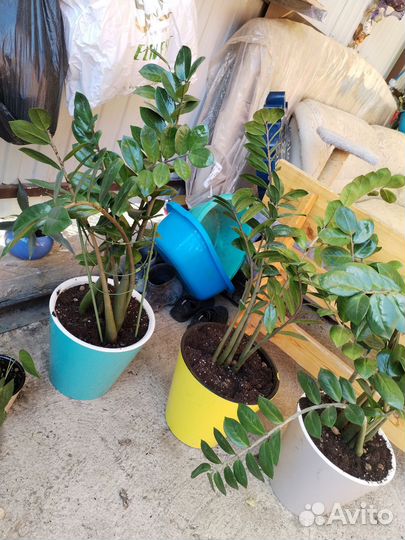 Замиокулькас