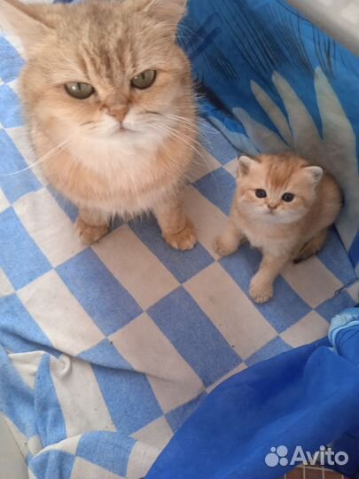 Золотая шиншила