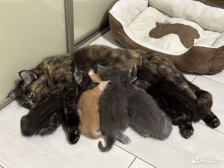 Котята отдам даром