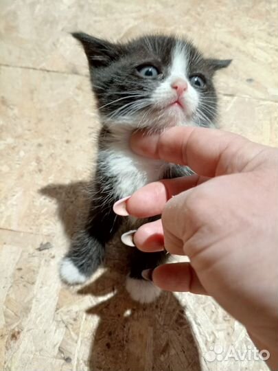 Котенок девочка бесплатно