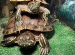 Красноухие черепахи пара