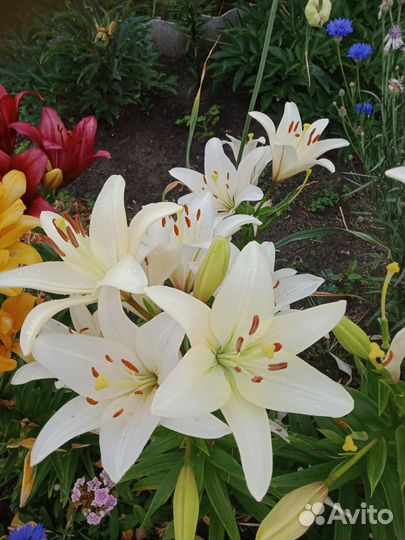 Многолетние растения