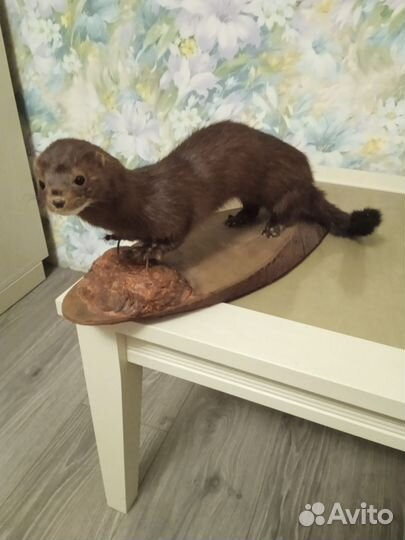 Чучело норки