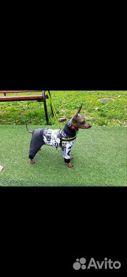 Щенок агт 3 месяца мини