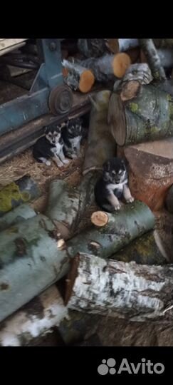 Щенки в добрые руки