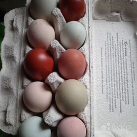 Инкубационные яйцо