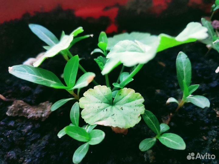 Катарантус розовый (барвинок)